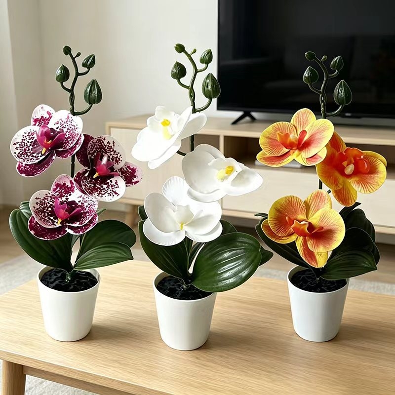 Orchid Potting Mix - نبات أوركيد الفراشة الصغير في وعاء
